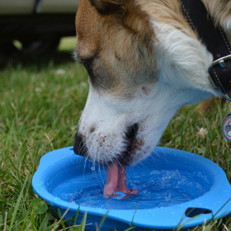 Dog drinking water